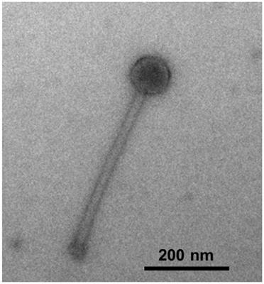 A novel long-tailed myovirus represents a new T4-like cyanophage cluster